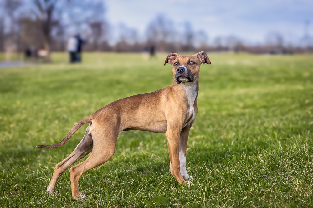 featured pet of the month image: Winny the dog