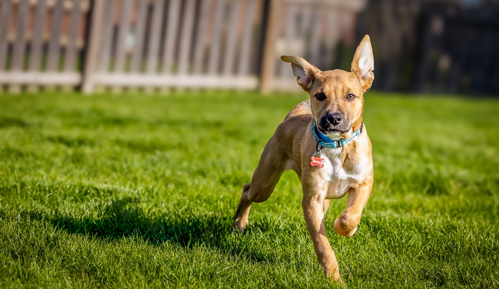 featured pet of the month image: Poe the dog